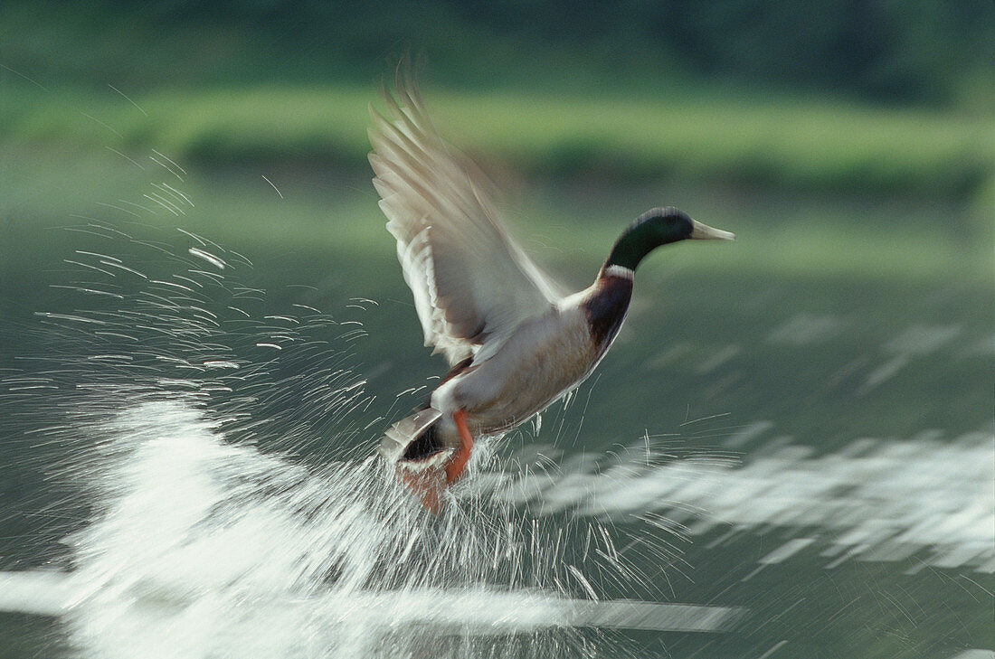 Mallard duck flying