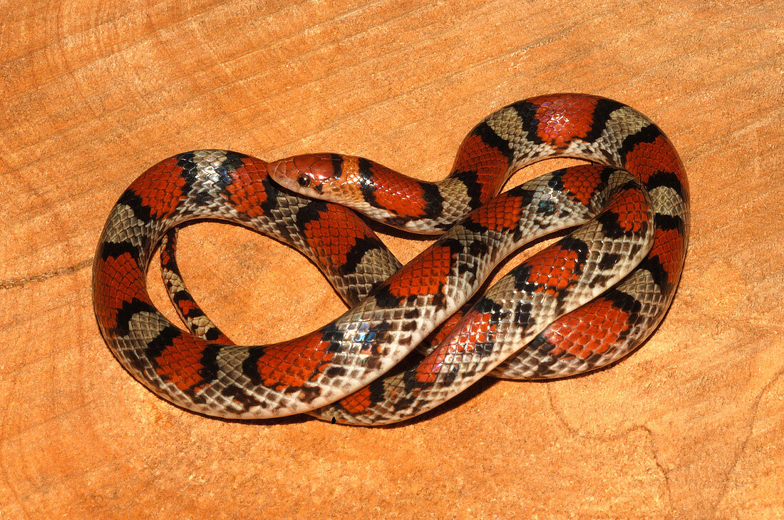 Scarlet Snake (Cemophora coccinea)