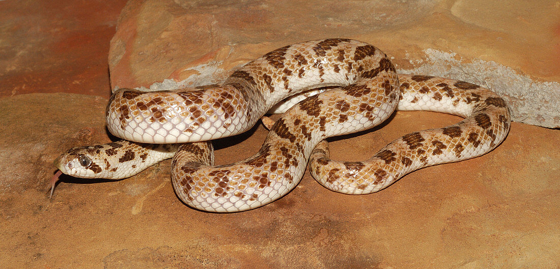 Spotted Leafnose Snake