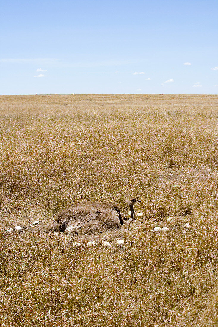 Female Ostrich sitting on communal eggs