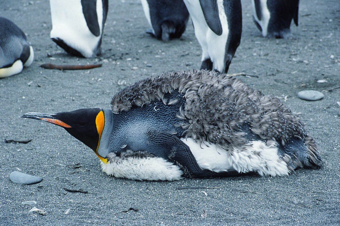 King Penguin molting