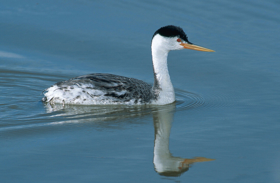 Clarks Grebe