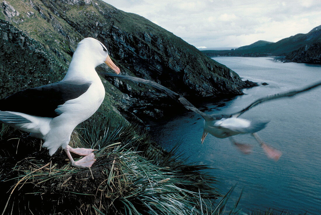 Black-browed albatrosses
