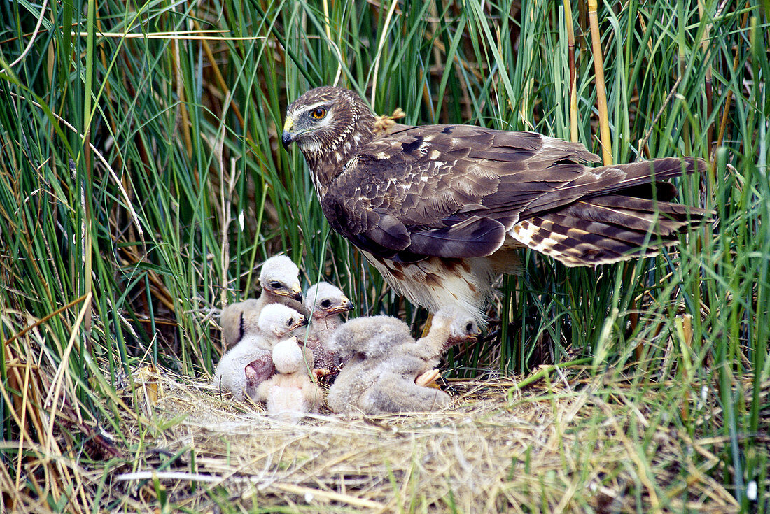 Northern Harrier at nest with young