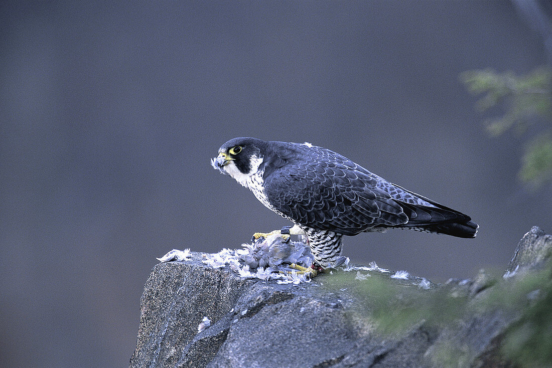 Female Peregrine Falcon Eating
