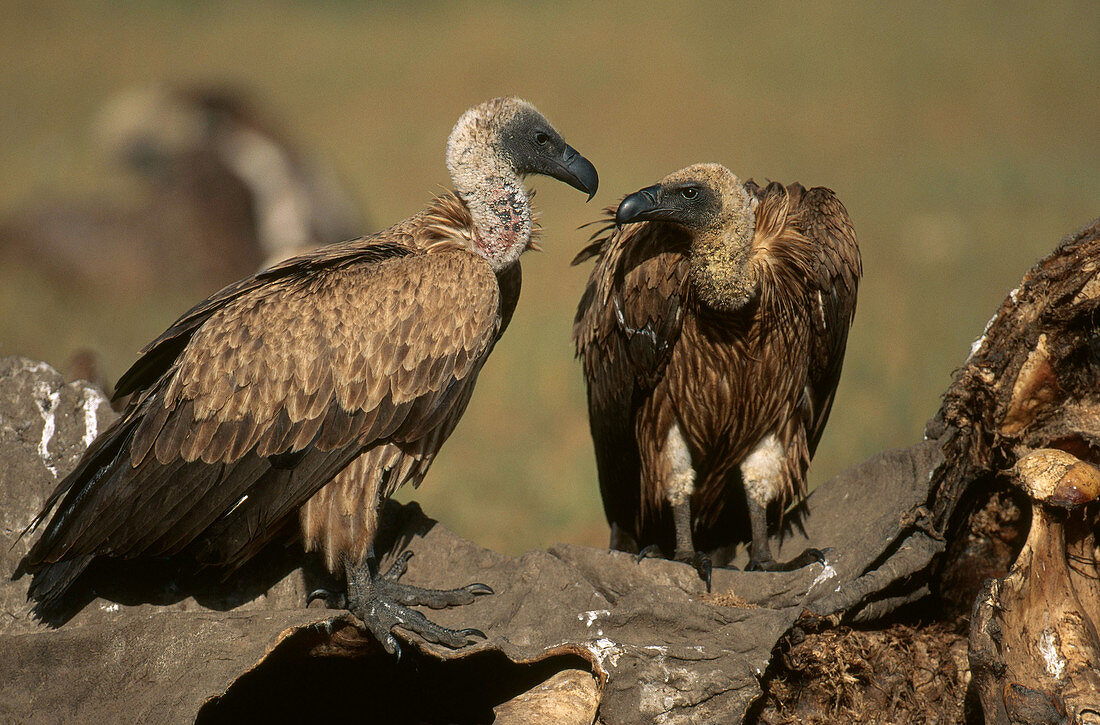 Vultures on Carcass