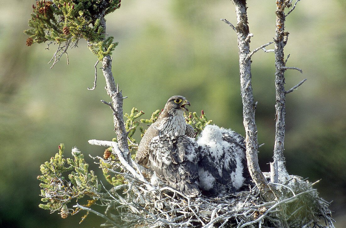 Gyrfalcons in Nest