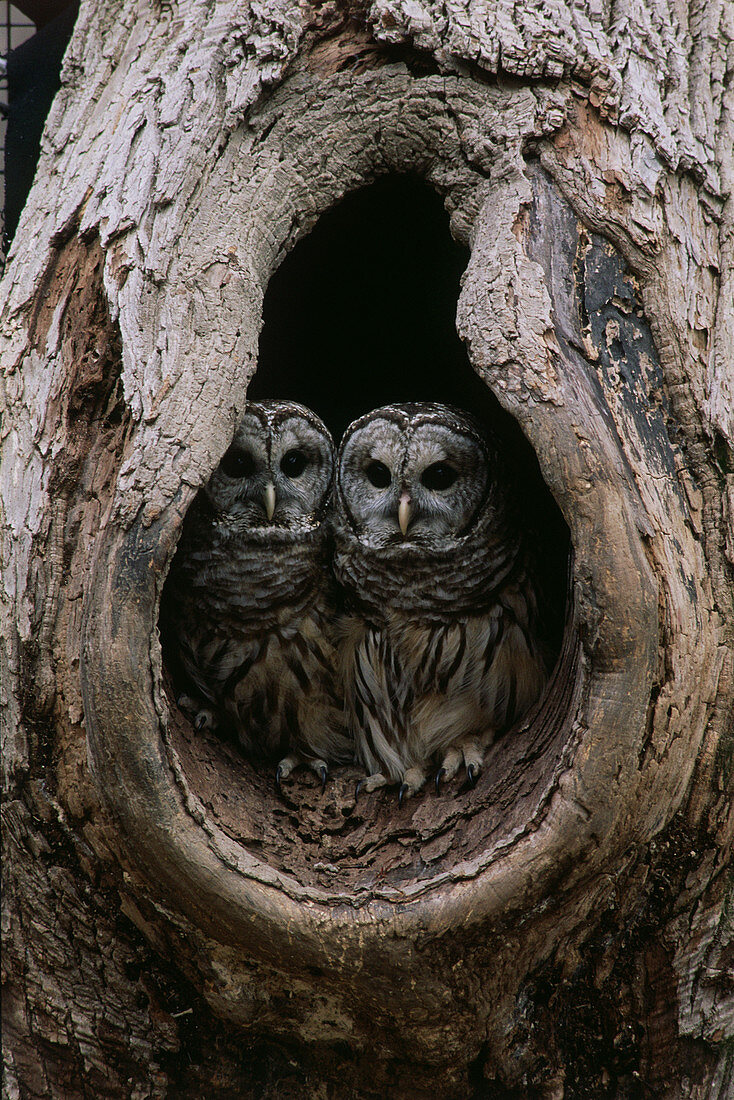 Barred Owls