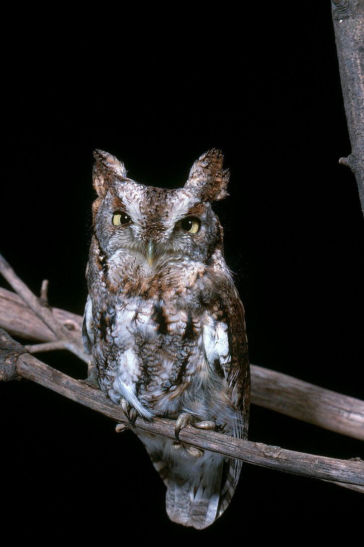 Screech Owl