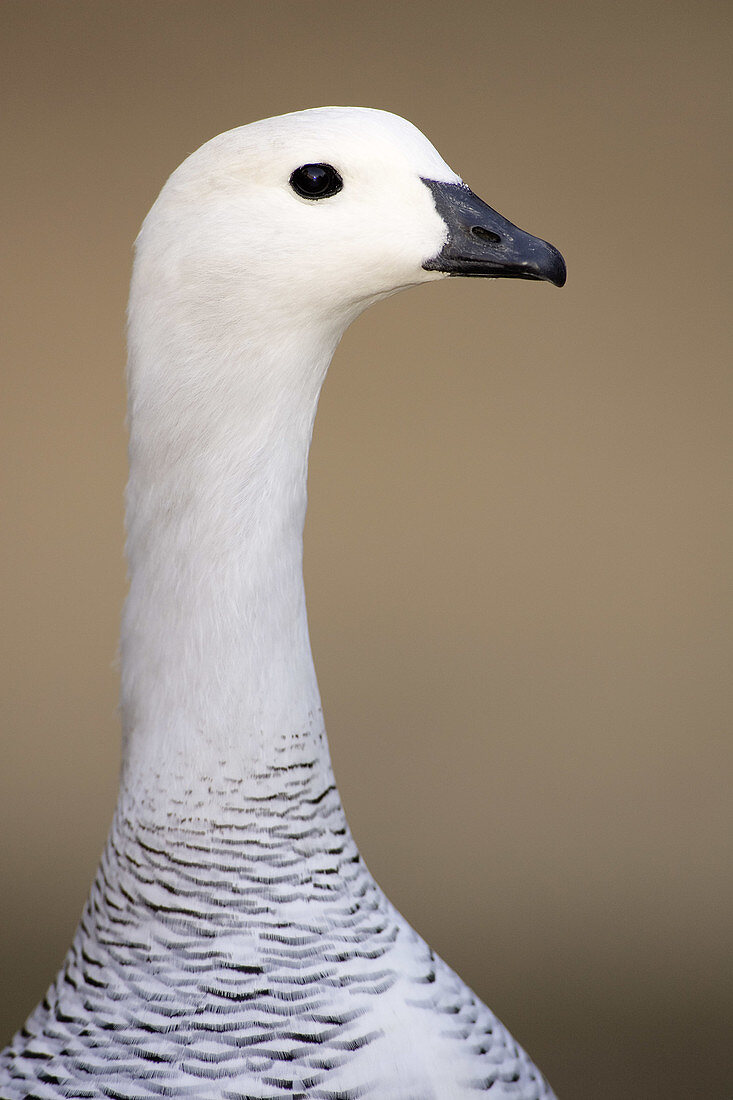 Magellan Goose