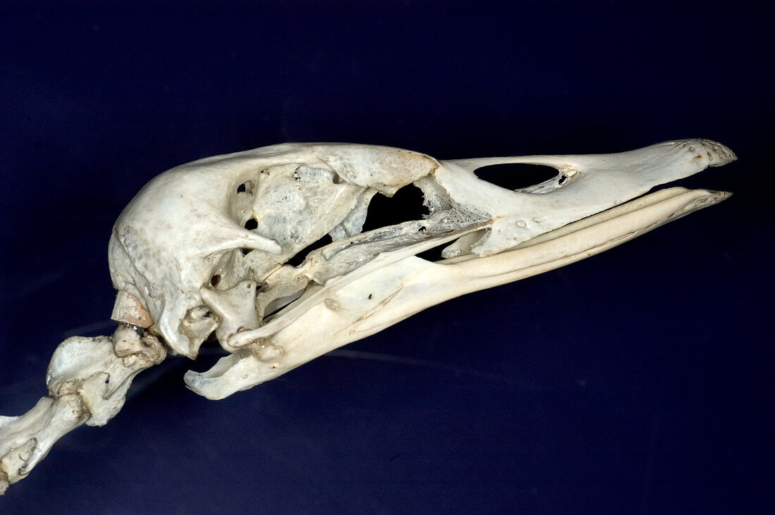 Black Swan Skull