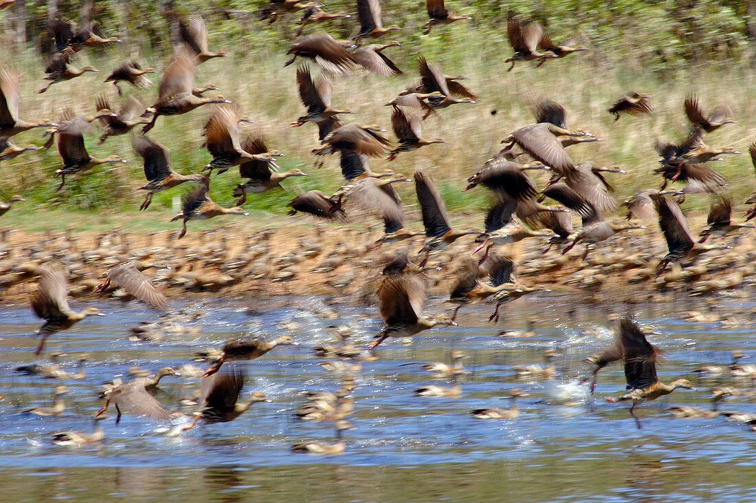 Plumed Whistling-ducks in flight