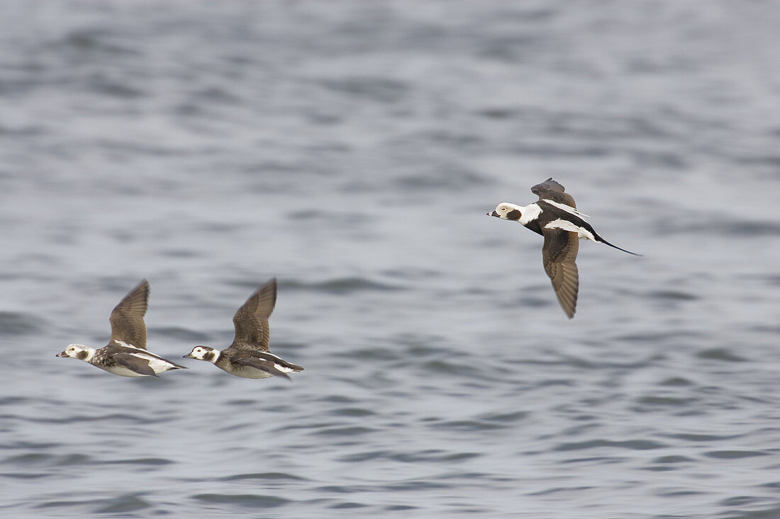 Long-Tailed Ducks in flight