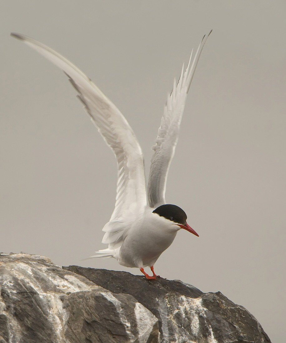 Arctic Tern Alights