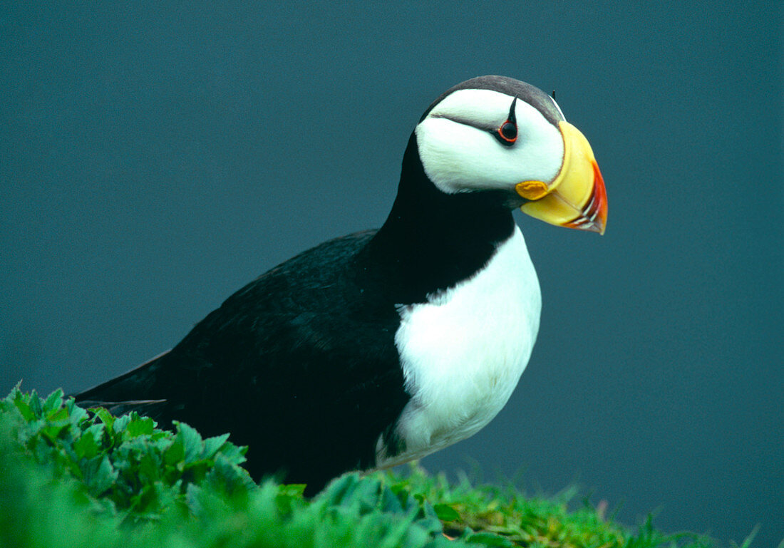 Horned puffin