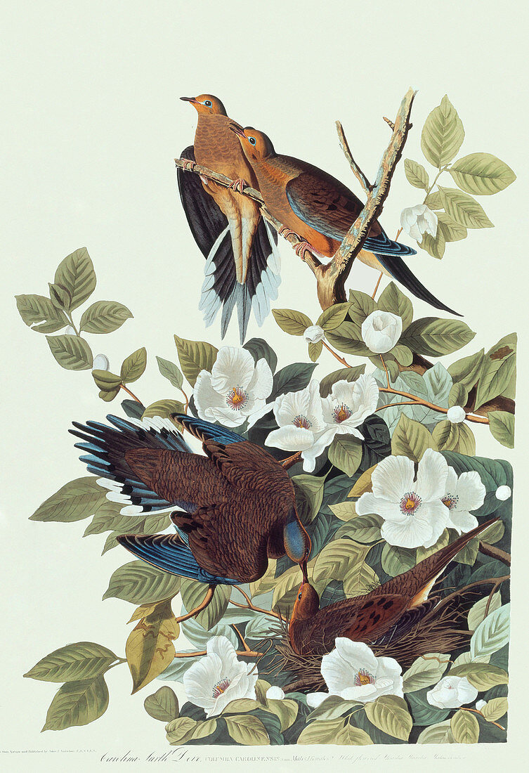 Audubon's Carolina Turtledoves