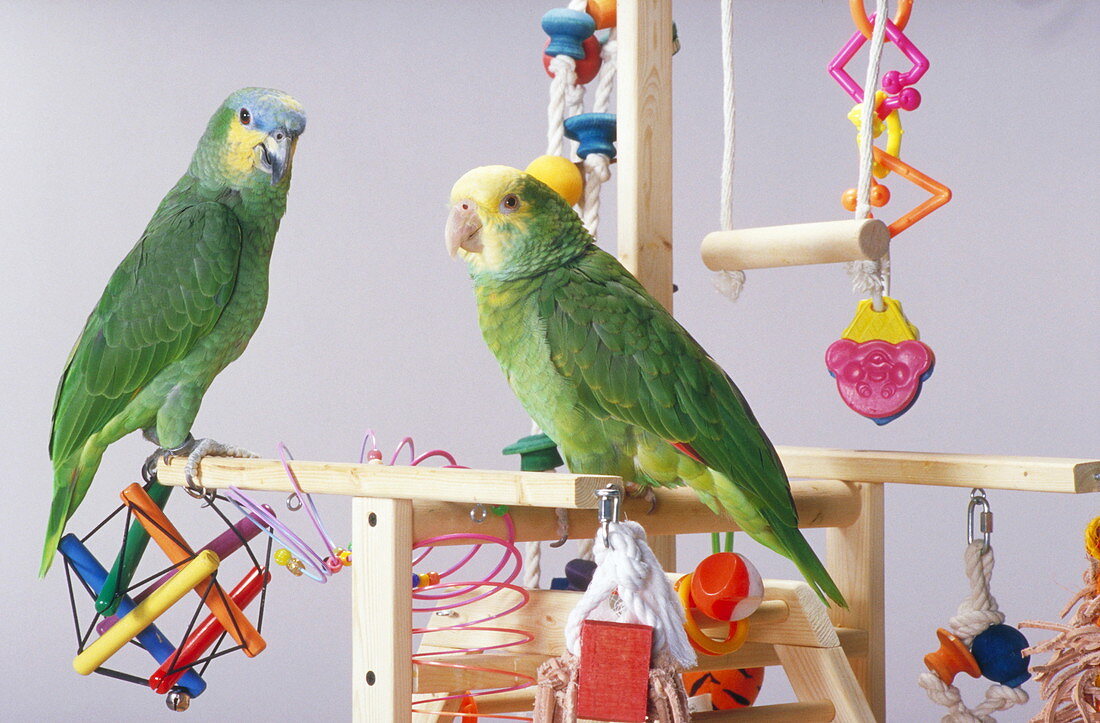 Pet parrots