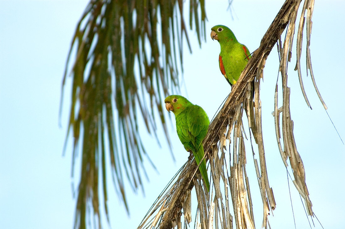 'White-eyed Parakeets,Brazil'