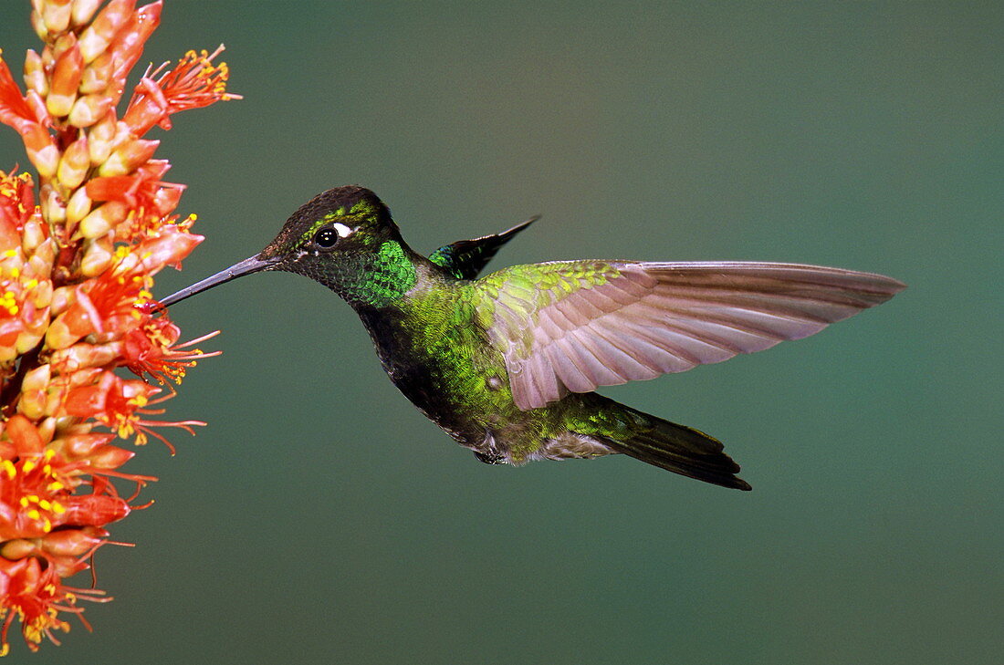 Magnificent hummingbird feeding