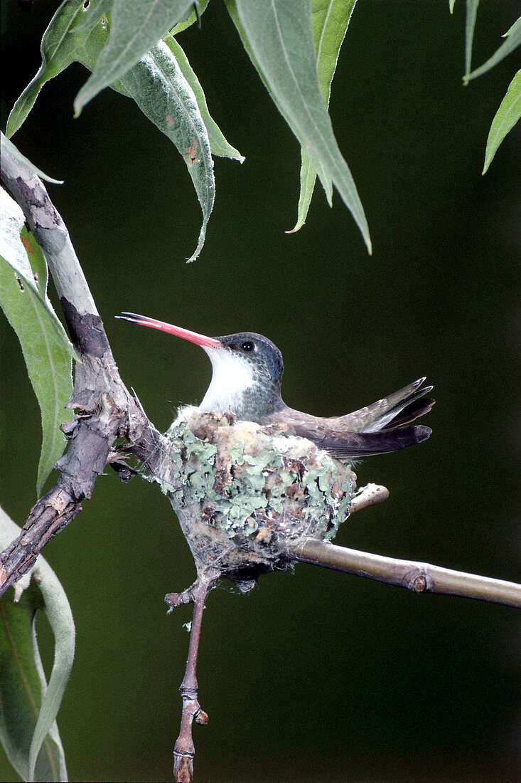 Violet-crowned Hummingbird at Nest