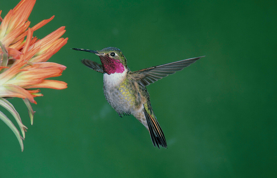 Male Broadtail Hummingbird