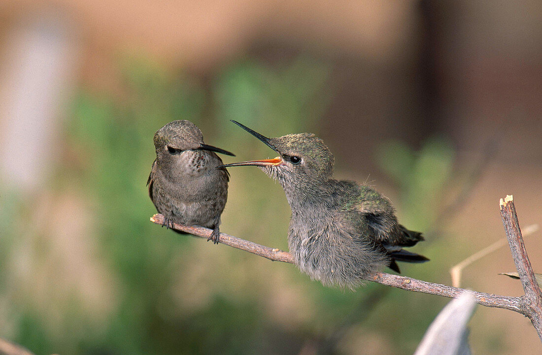 Costas Hummingbird feeding young