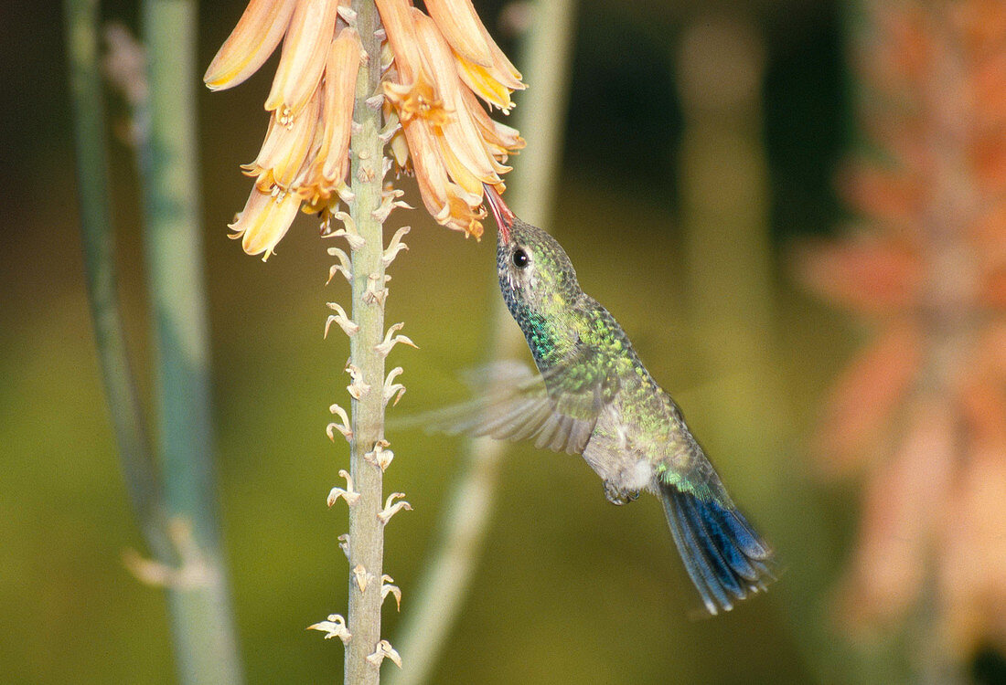 Broadbilled Hummingbird at flower