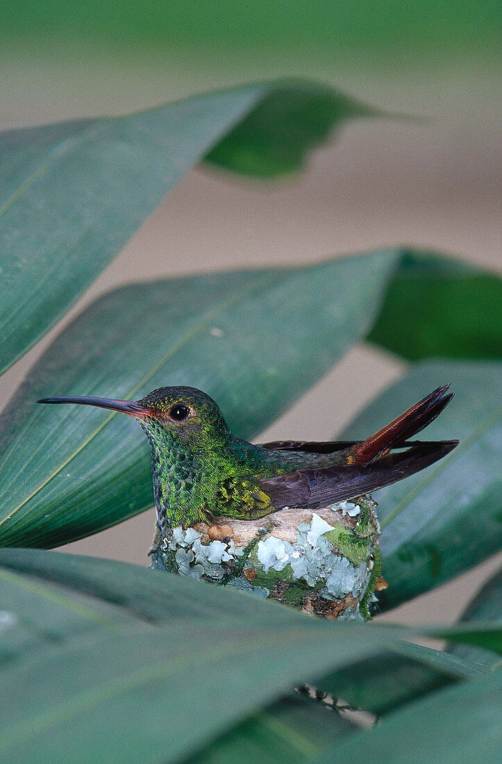 Rufous-tailed Hummingbird on nest
