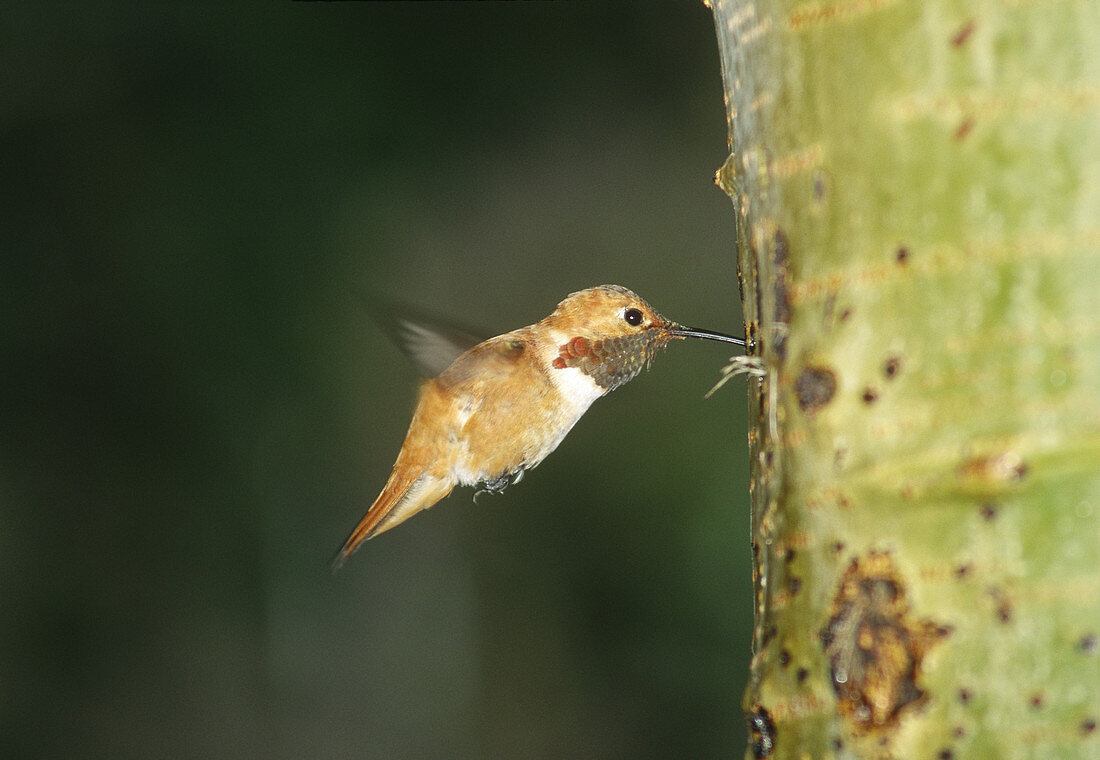 Rufous Hummingbird feeding on tree sap