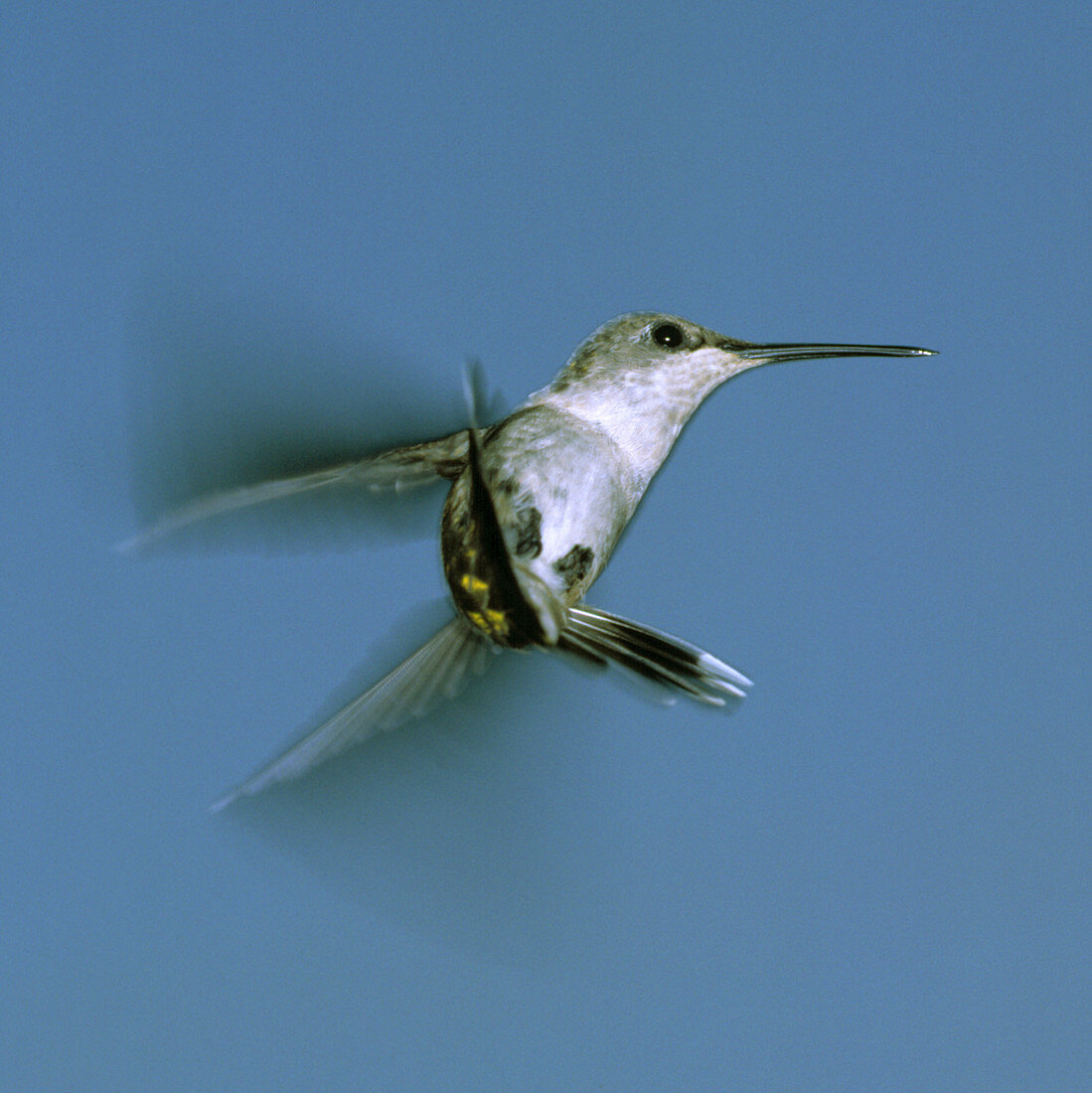 Ruby-throated Hummingbird