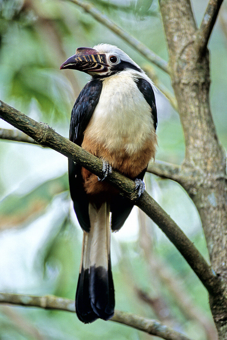 Visayan Tarictic Hornbill