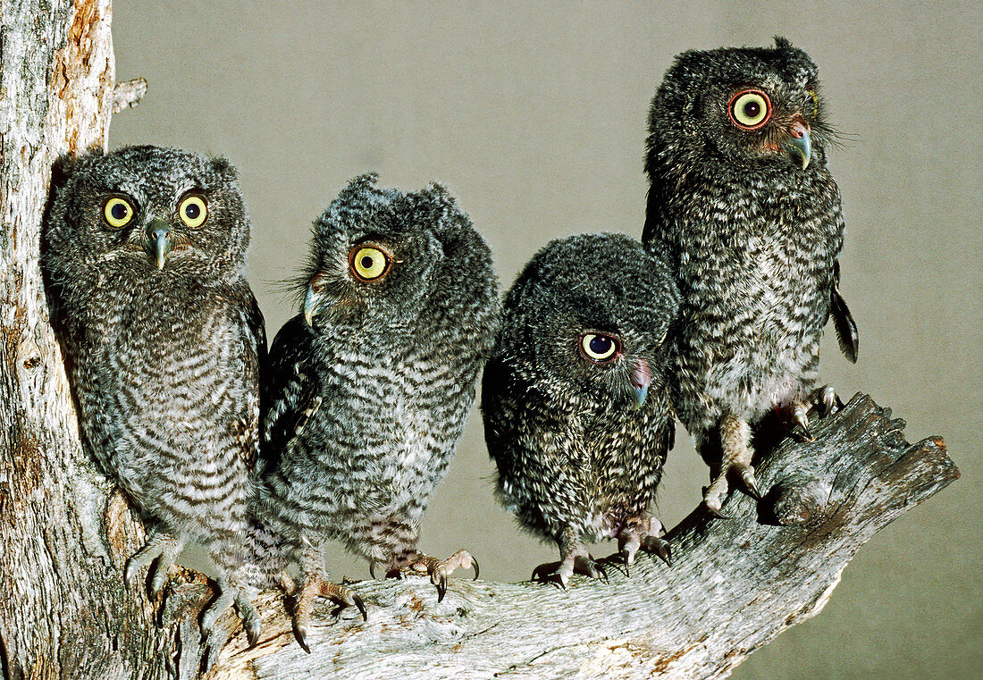 Screech Owl Chicks