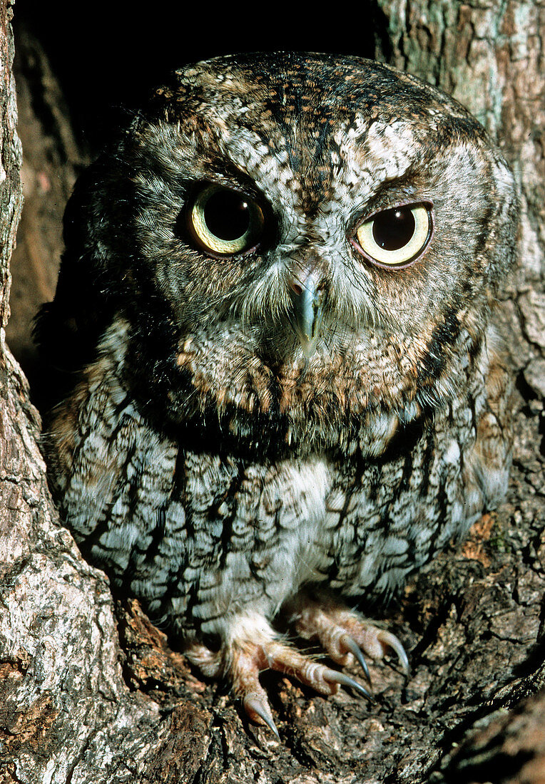 Screech Owl (Otis asio)
