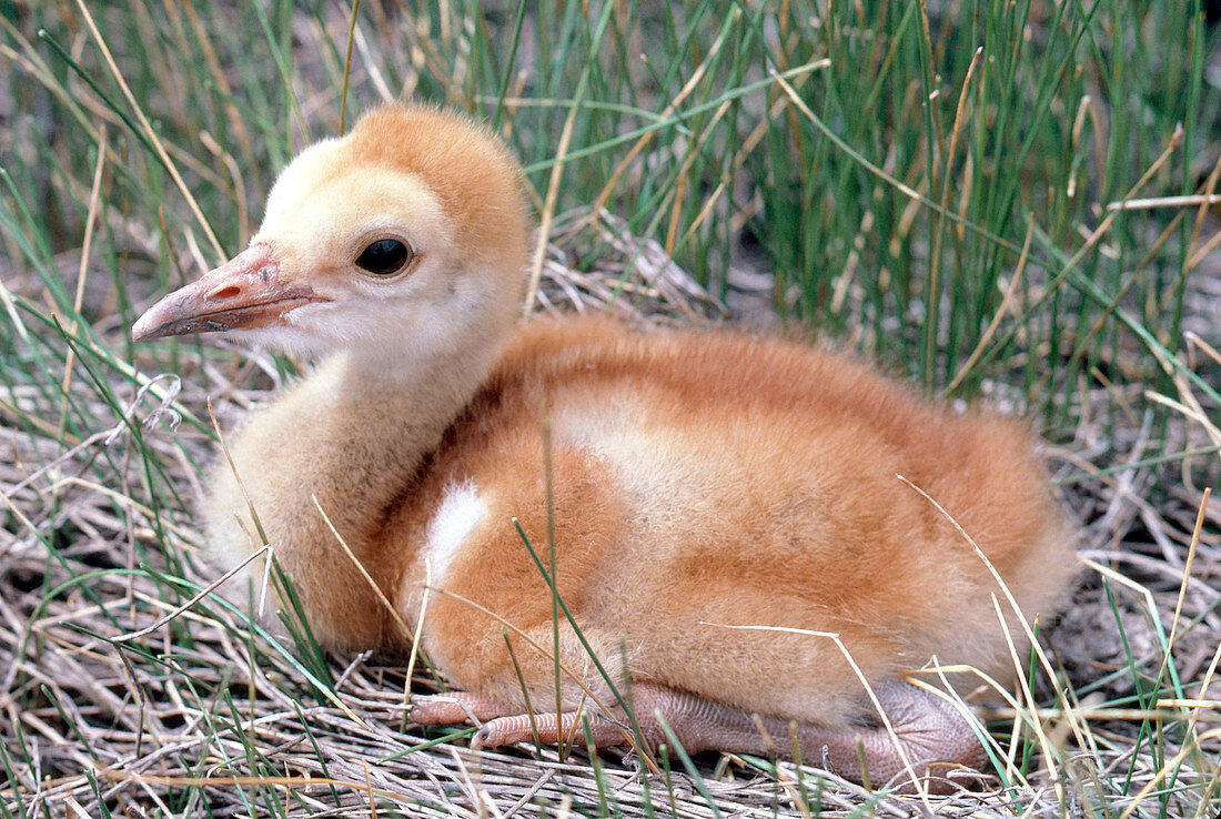 Juvenile Greater Sandhill Crane