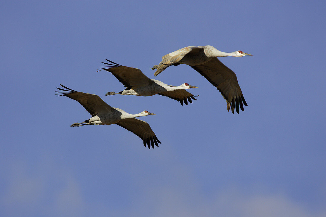 Greater Sandhill Cranes
