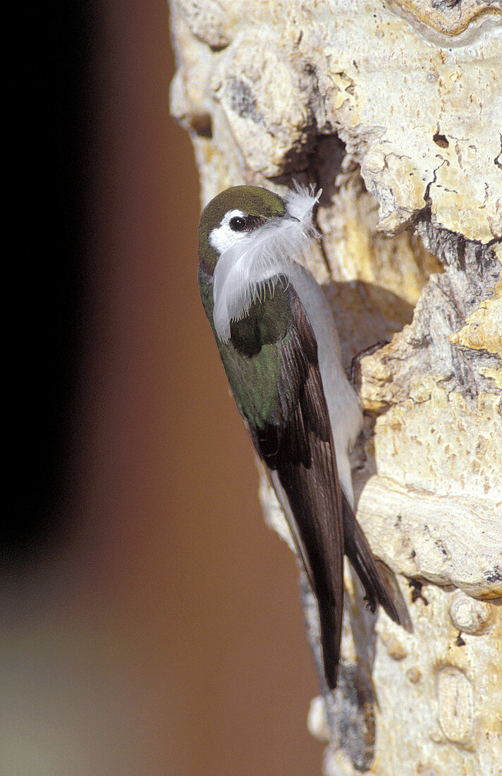 Male Violet-Green Swallow