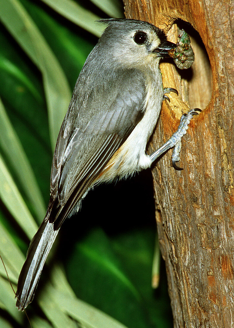 Tufted Titmouse