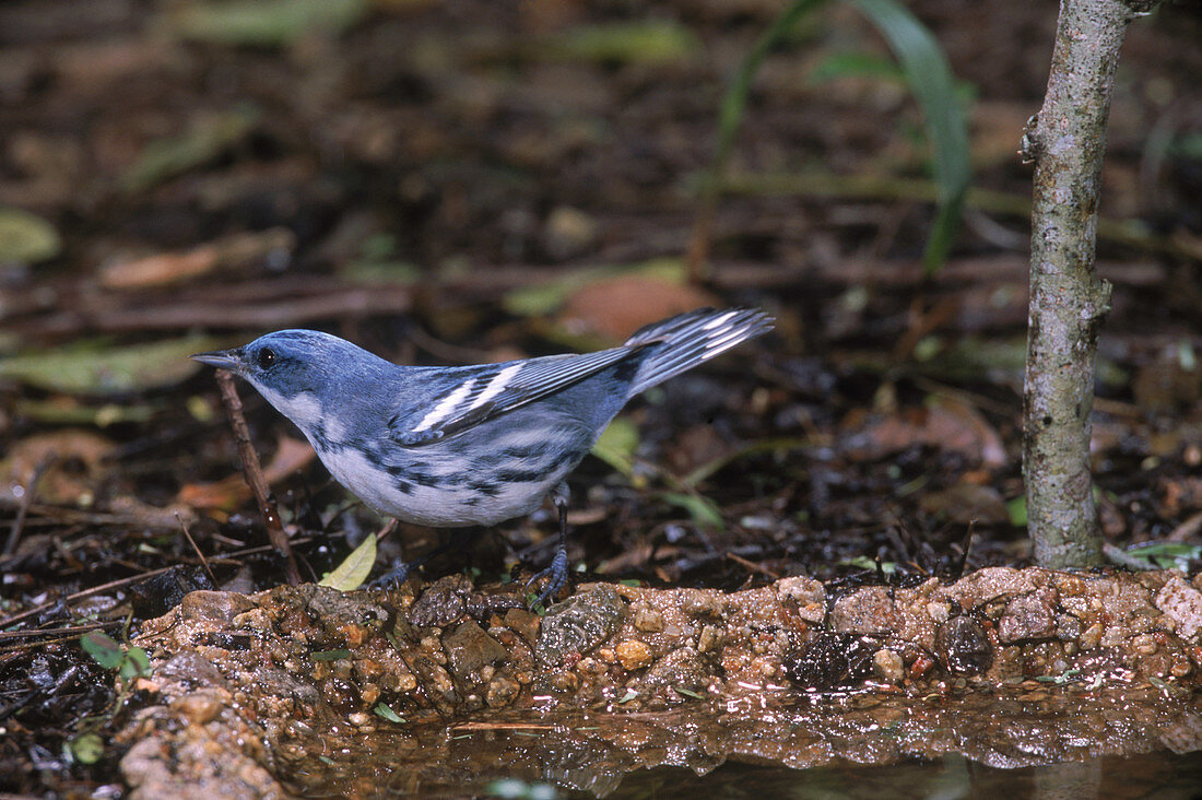 Cerrulean Warbler