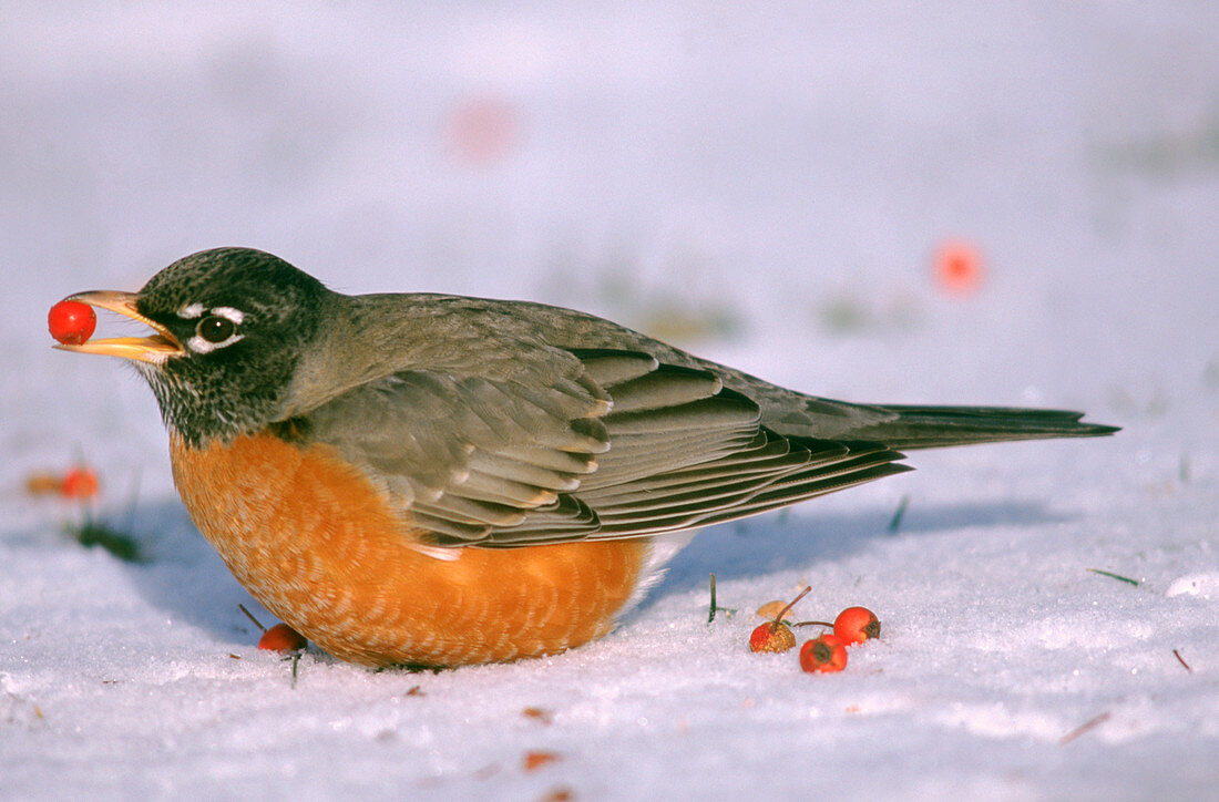 American Robin with berry in its beak
