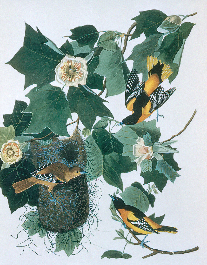 Baltimore Orioles by Audubon