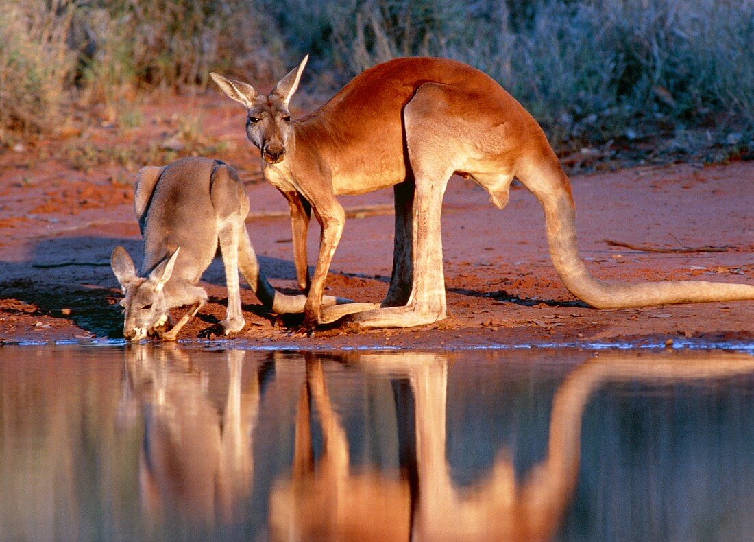 Red kangaroo couple