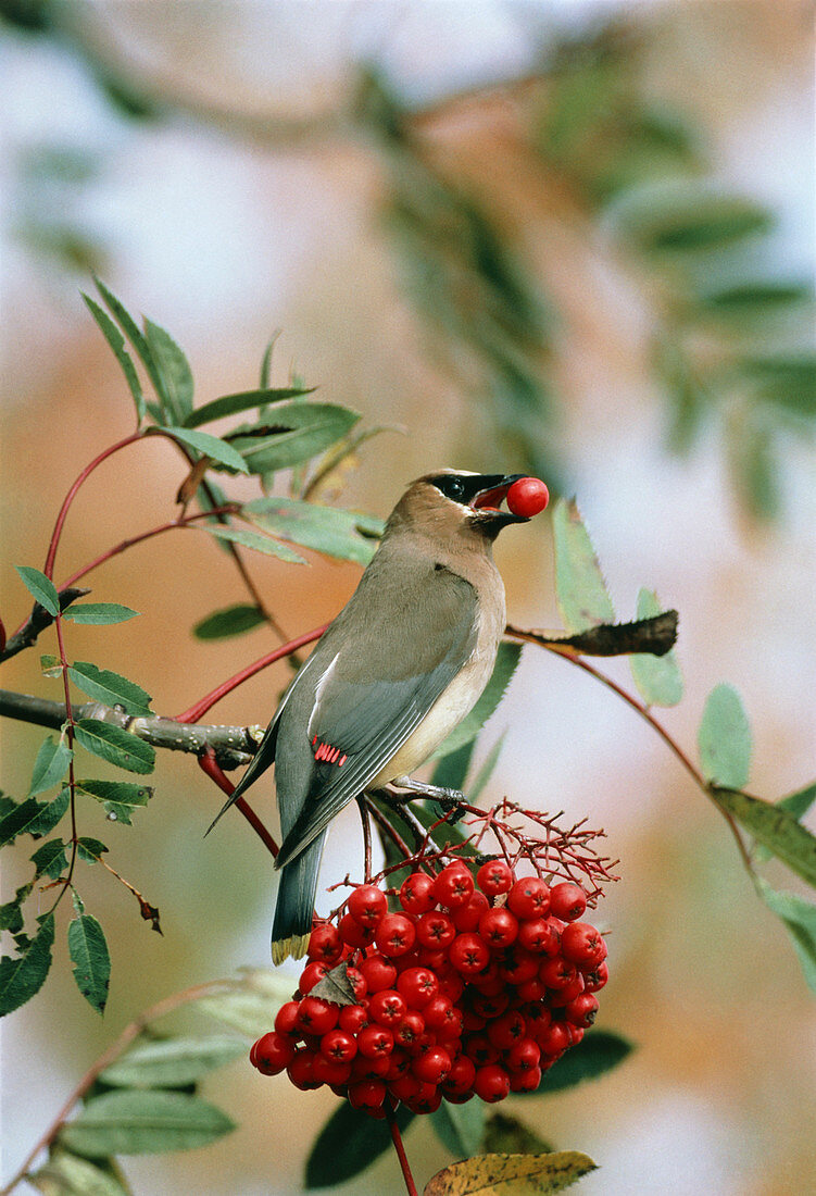 Cedar waxwing