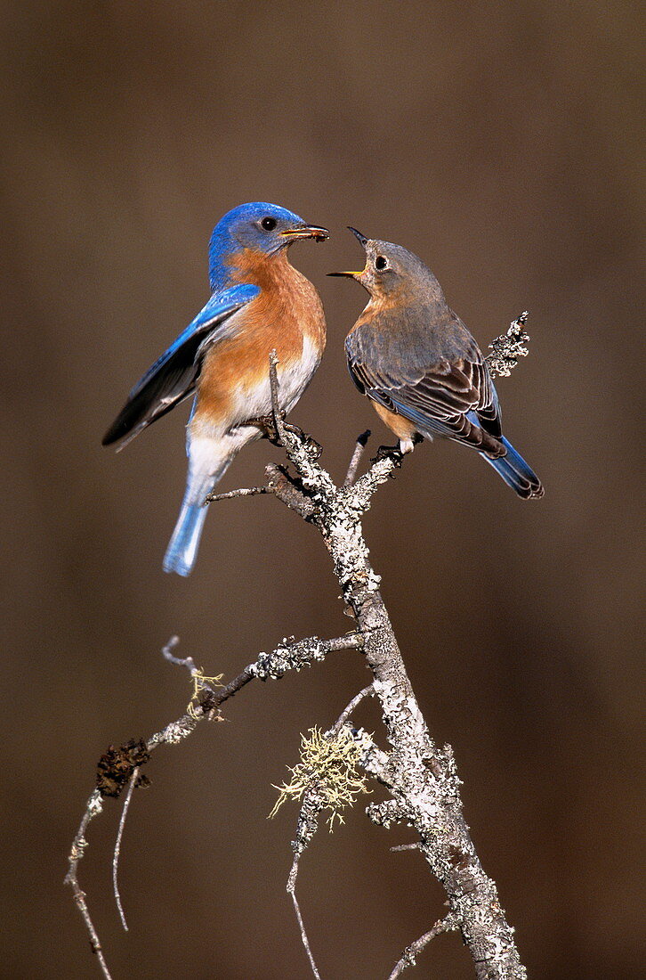 Eastern bluebirds