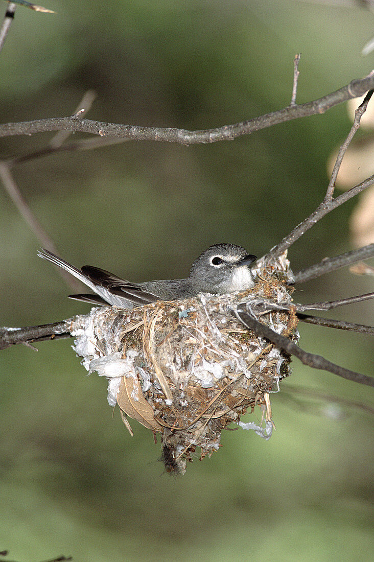 Plumbeous vireo on nest