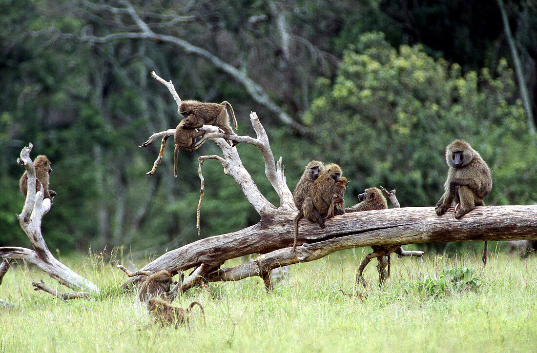 Baboon Troop Playing
