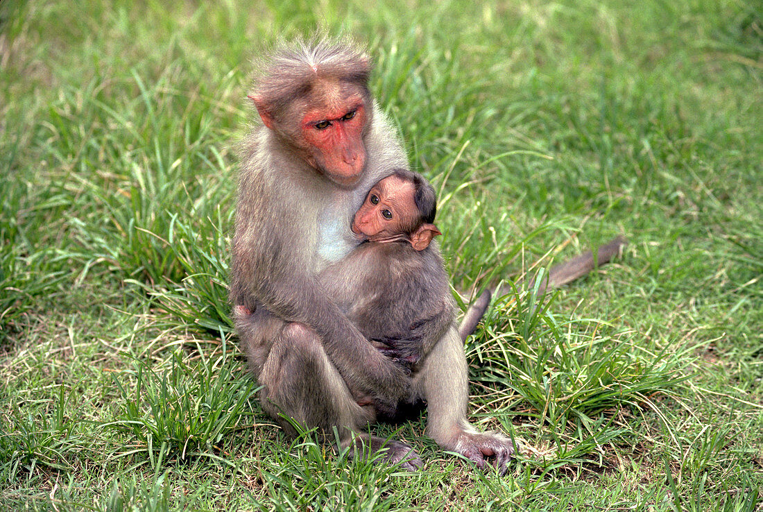 Bonnet Macaque with baby