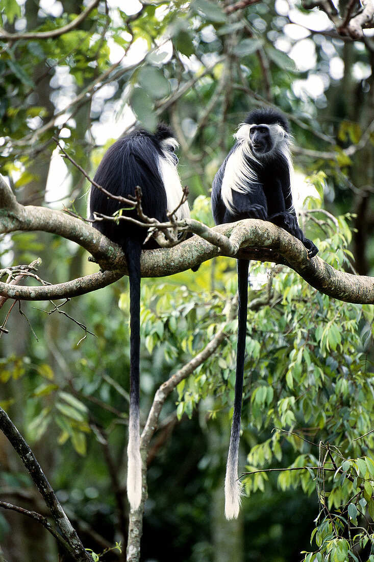 Black and White Colobus Monkey