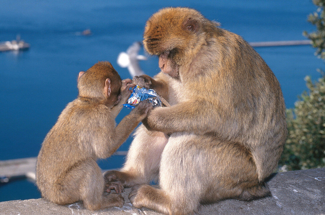 Barbary Apes with Litter