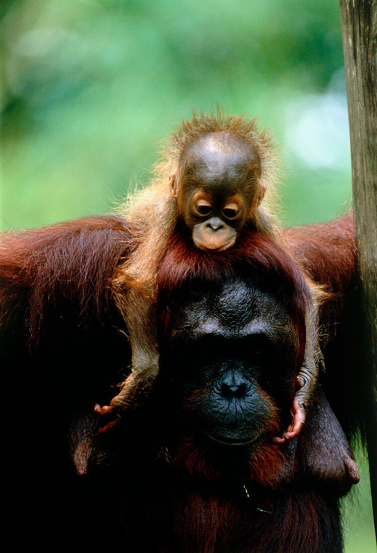 Orang-utan mother and baby