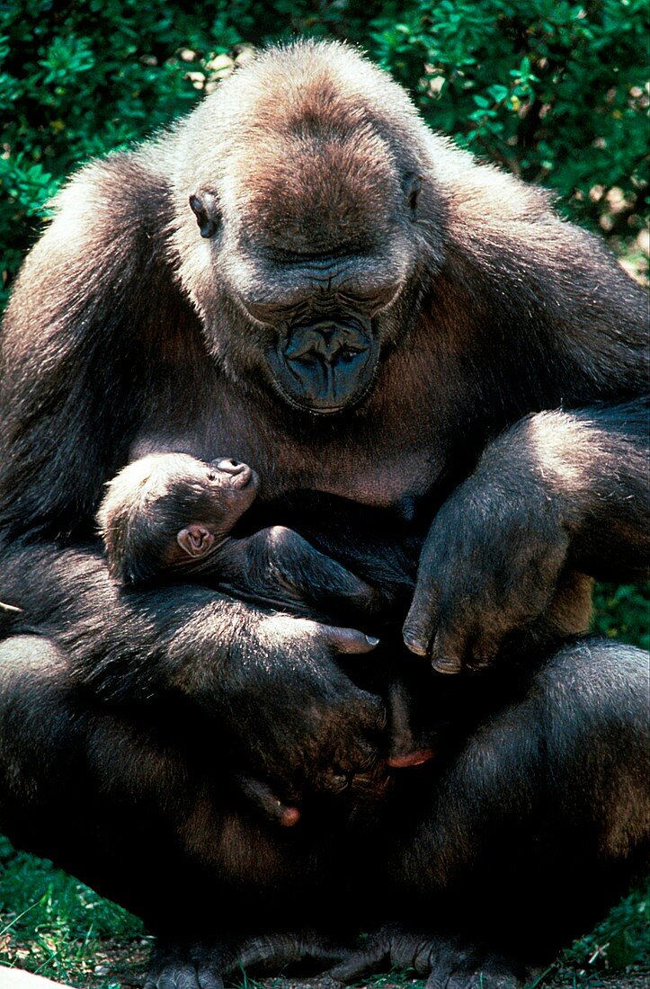 Lowland gorilla holding a young
